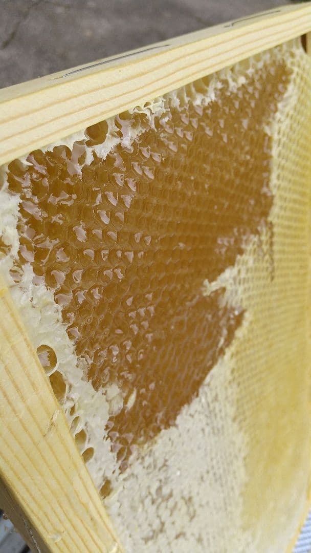 はちみつ 3kg 国産 天然 純粋 蜂蜜 3000g 【養蜂家直送】