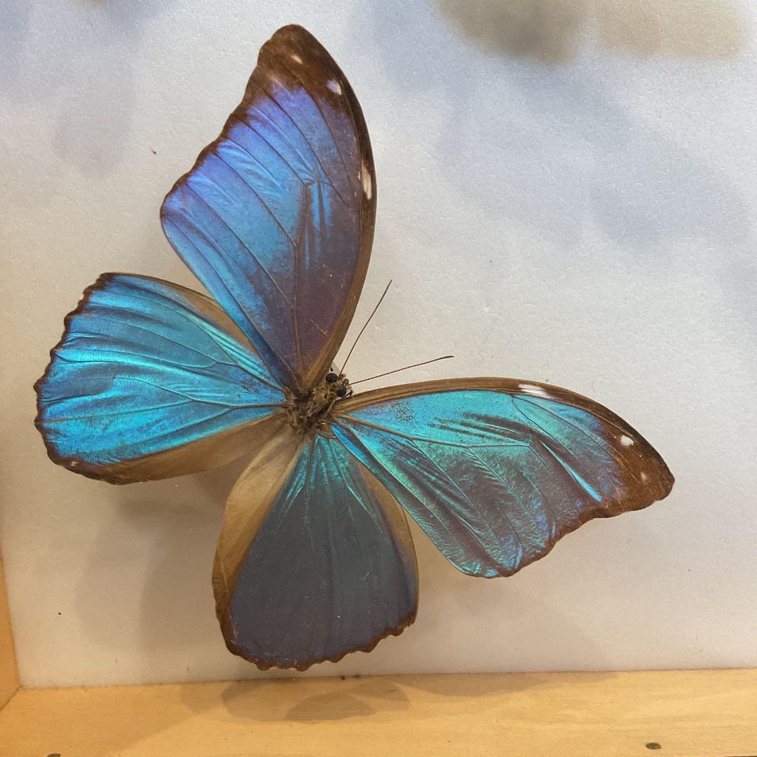 蝶標本11匹セット