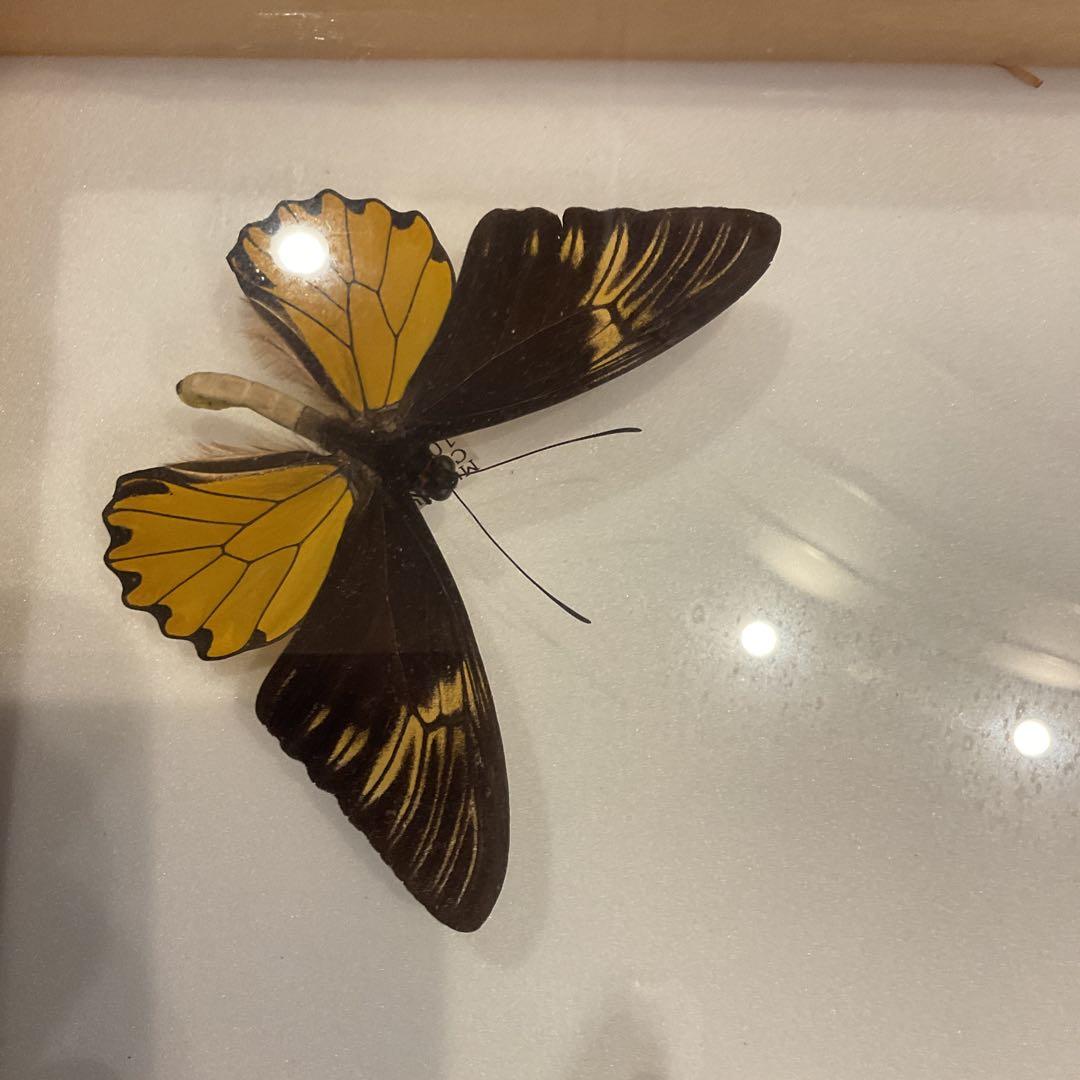 蝶標本11匹セット