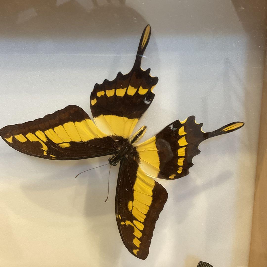 蝶標本11匹セット