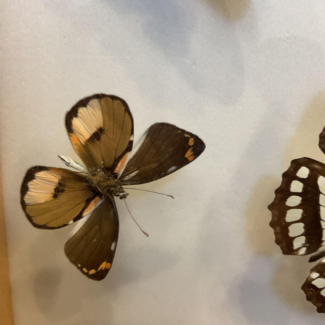蝶標本11匹セット