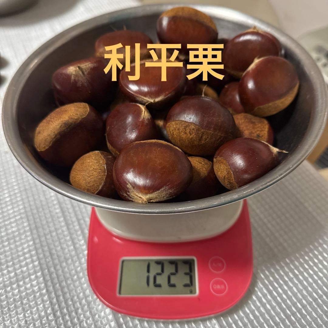 さふぃあ　11/10以降出品