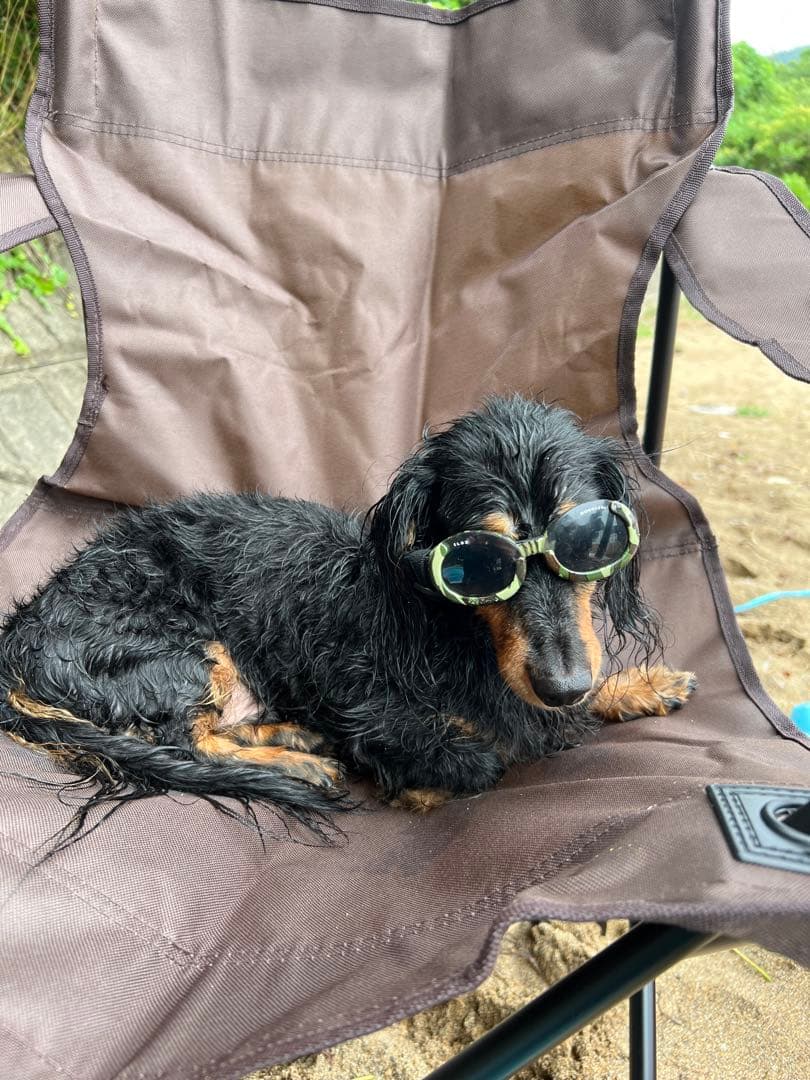 本物DOGGLES ILS2 犬用カモフラサングラスUVカット99.9%白内障