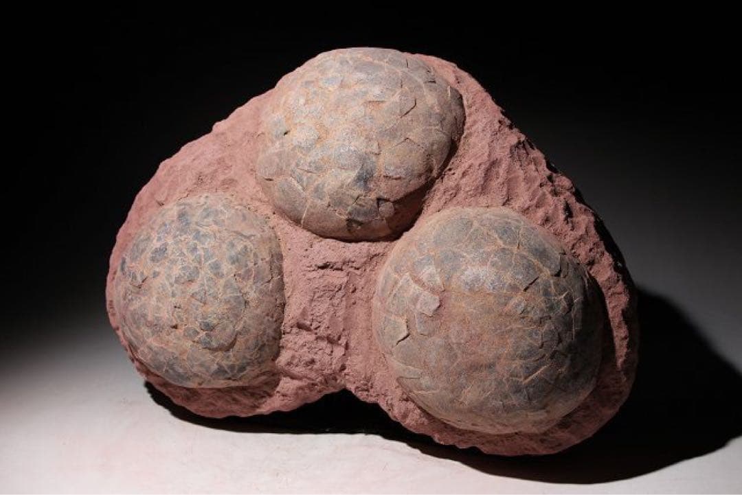 ☆ 【入手困難】☆本物の恐竜の卵　海外産輸入！　ハドロサウルスの卵の巣　3個 !