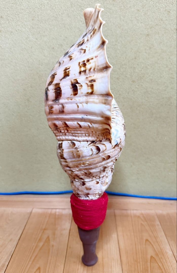 お正月特別価格‼️特大修験道法螺貝46㎝　肉厚　山伏ホラガイ　ほら貝