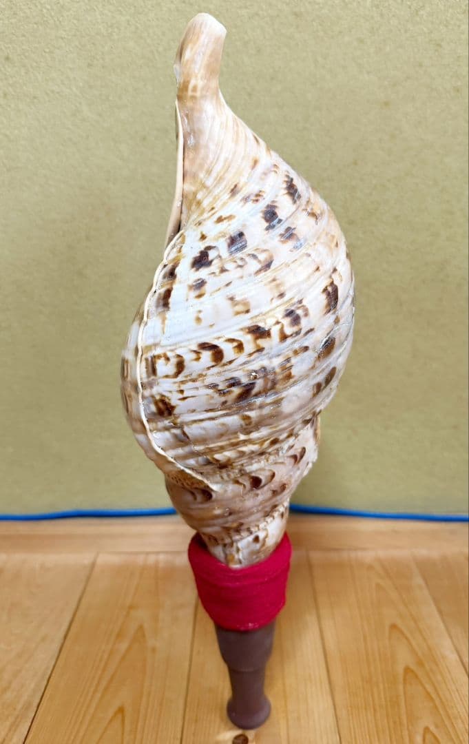 お正月特別価格‼️特大修験道法螺貝46㎝　肉厚　山伏ホラガイ　ほら貝