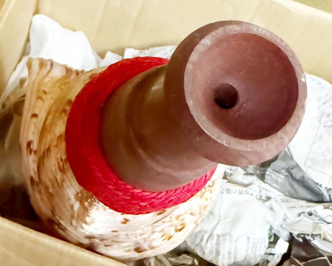 お正月特別価格‼️特大修験道法螺貝46㎝　肉厚　山伏ホラガイ　ほら貝