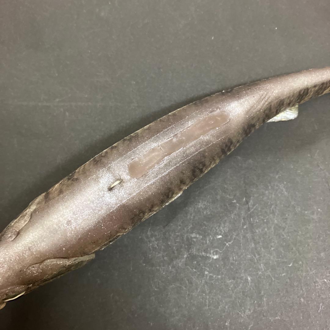 【激レア】　シグナル　カープヘッド　スモールマウス　生カラー