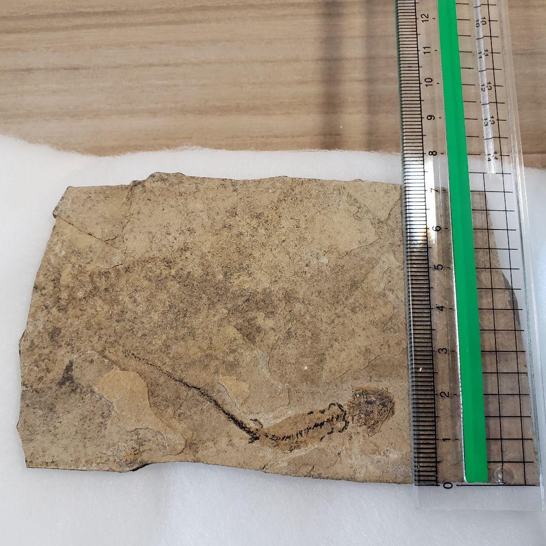 ブランキオサウルス(Branchiosaurus sp.)全身化石