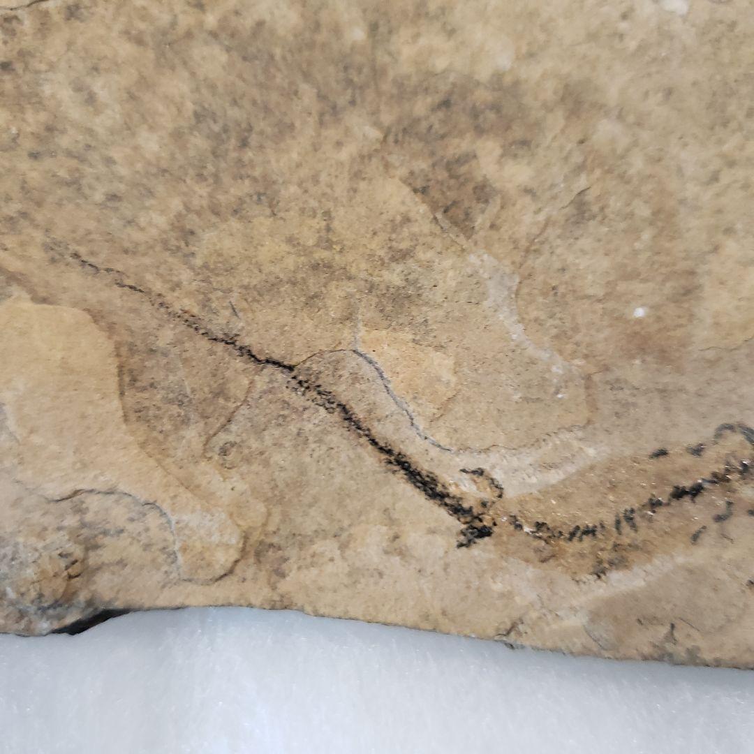 ブランキオサウルス(Branchiosaurus sp.)全身化石