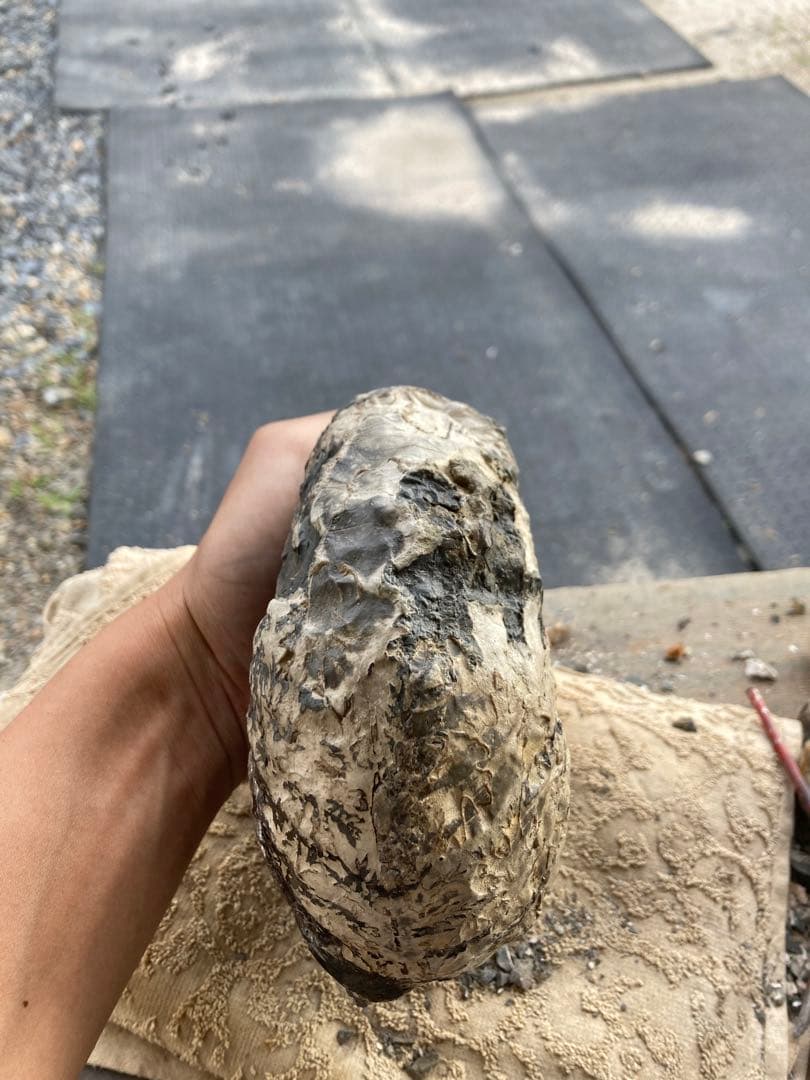 アンモナイト　パキ　化石　夏休み　自由研究