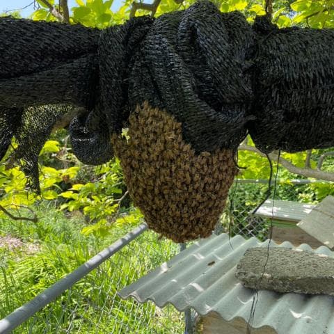 指宿産 日本蜜蜂 百花蜜500g×2
