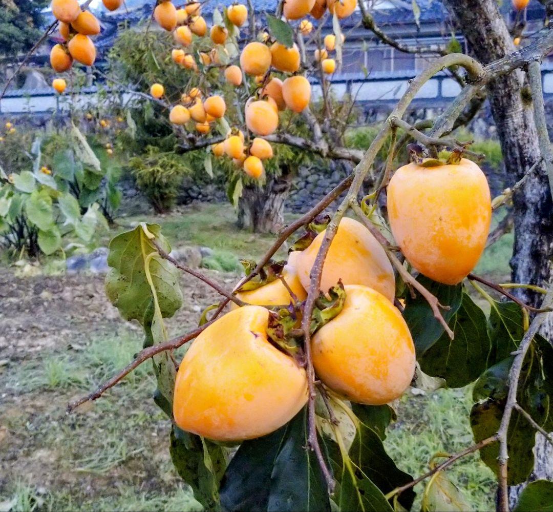 愛媛県産♥干し柿（愛宕柿）