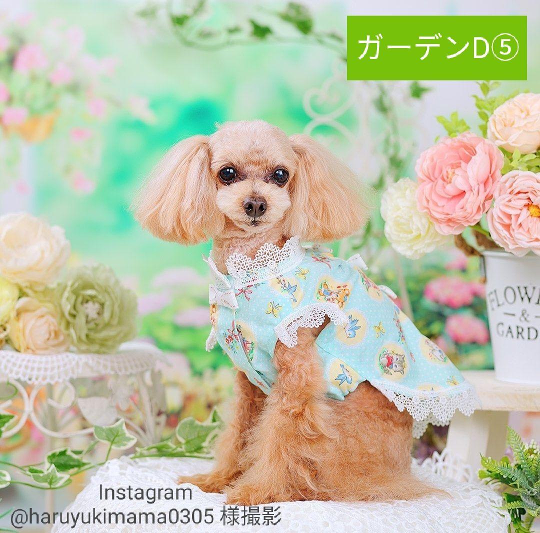 背景布【屋内V】ニューボーンフォト、ペット、ドール撮影用　空　薔薇　気球　雲　窓