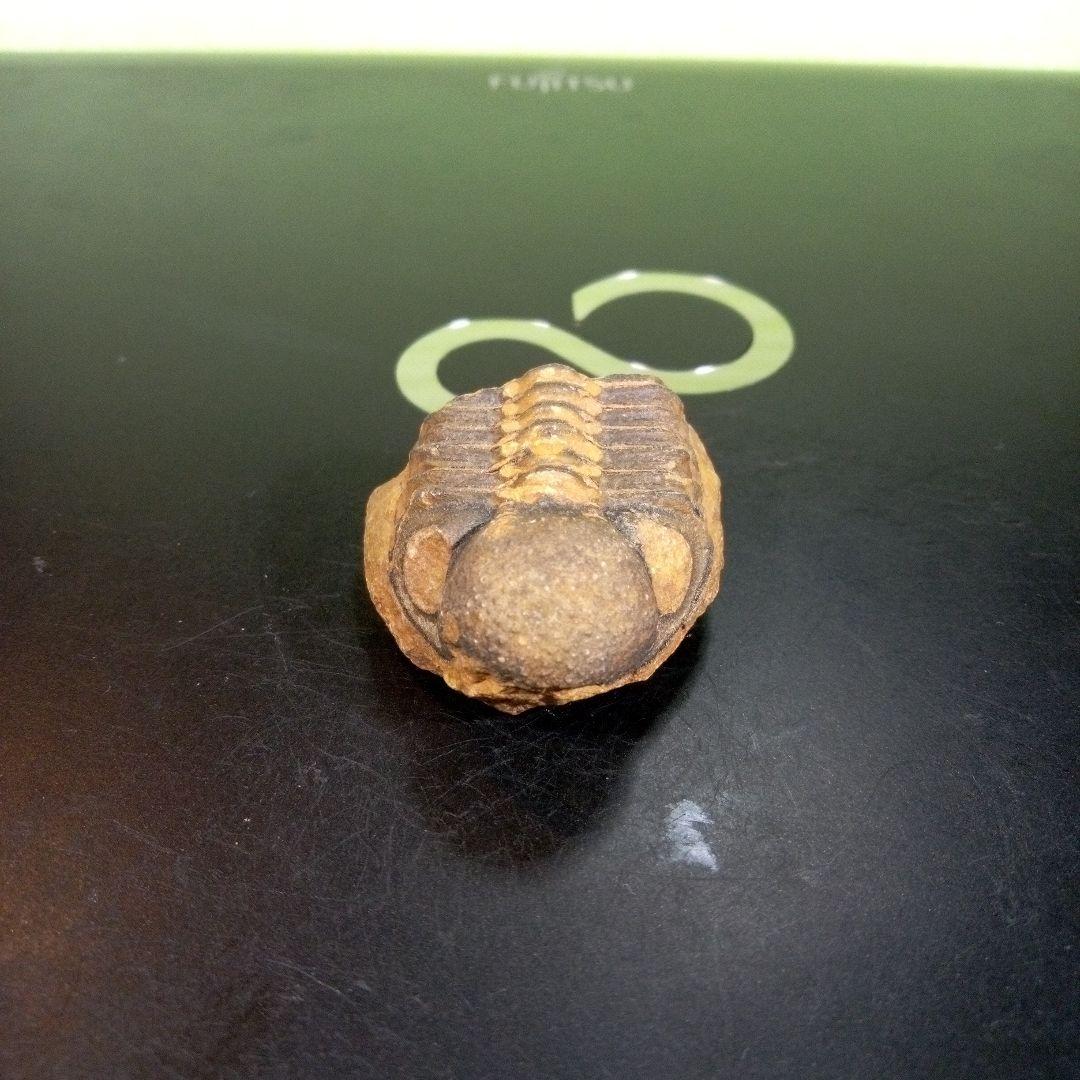 三葉虫　化石　fossil　ボリビア産　トライロバイト　三葉虫個体⑨
