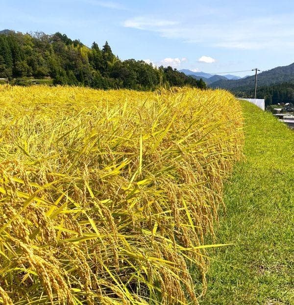 農家保有米 令和7年産 10キロ 玄米 コシヒカリ10kg(5kg×2) 新米