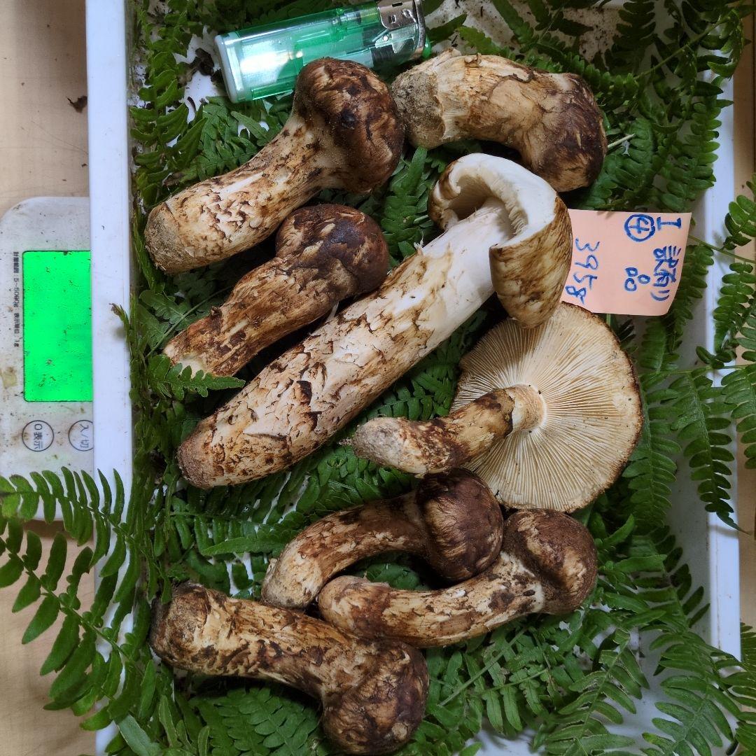 和歌山松茸　新鮮朝市　訳有り品　395㌘