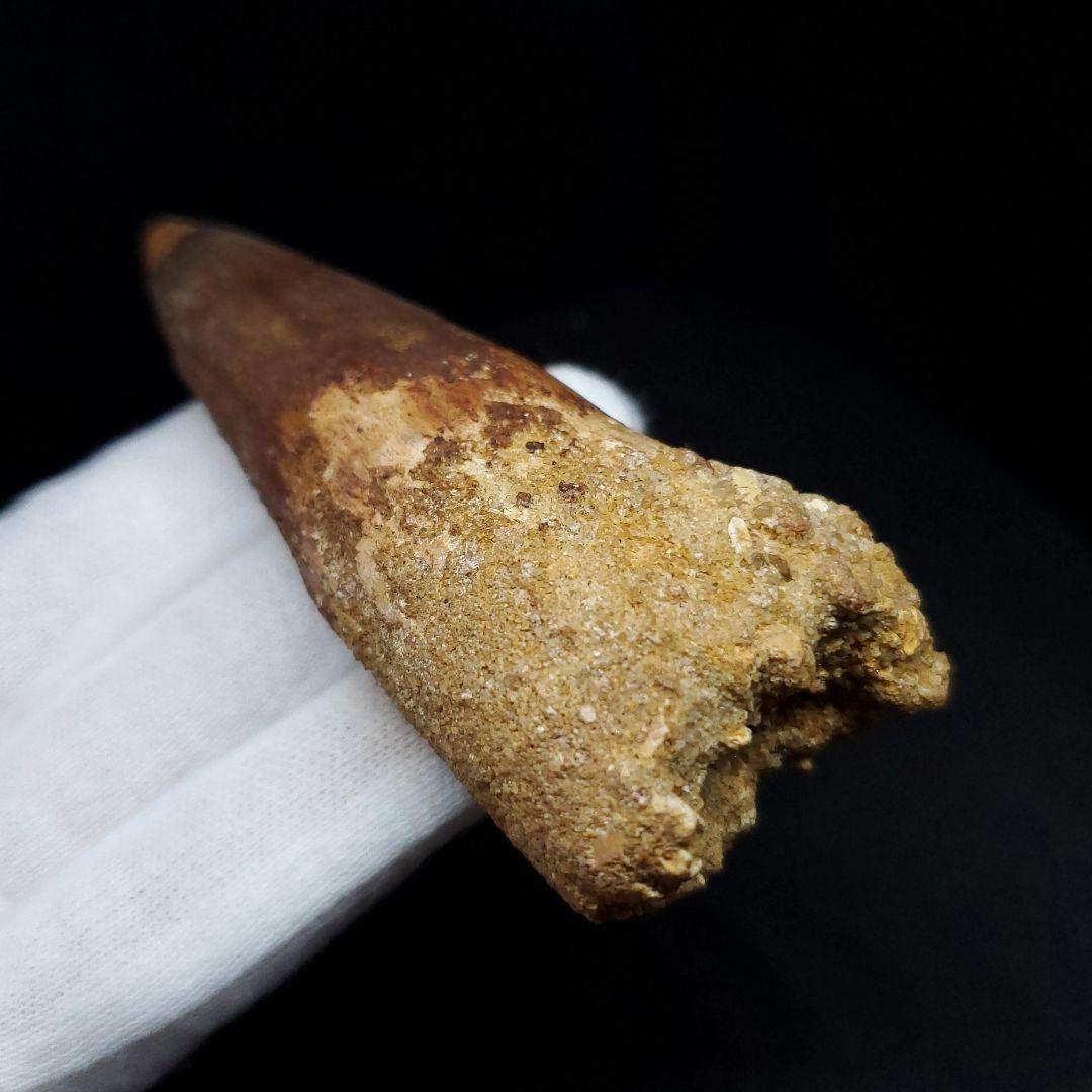 美品 スピノサウルス 本物 モロッコ産 90.98mm sp438