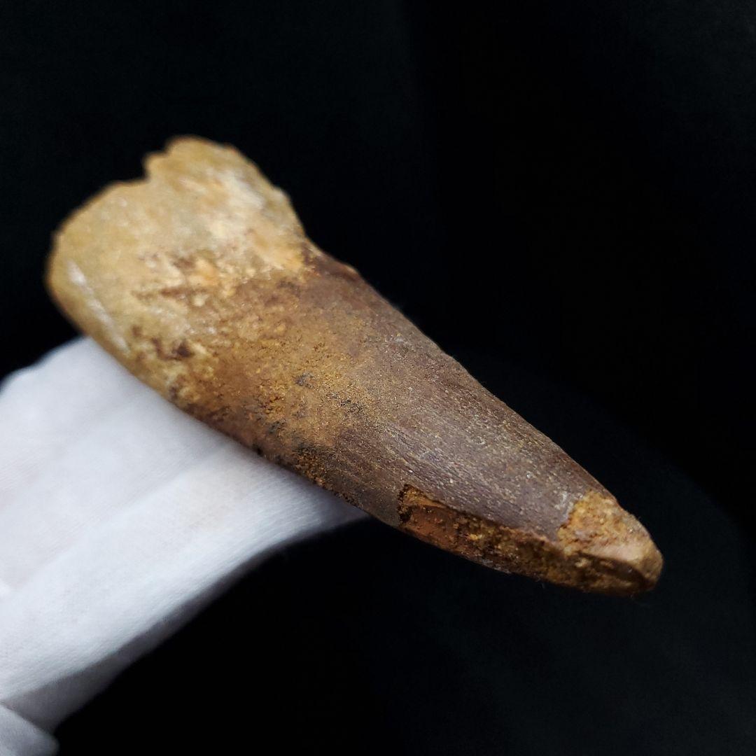 美品 スピノサウルス 本物 モロッコ産 90.98mm sp438