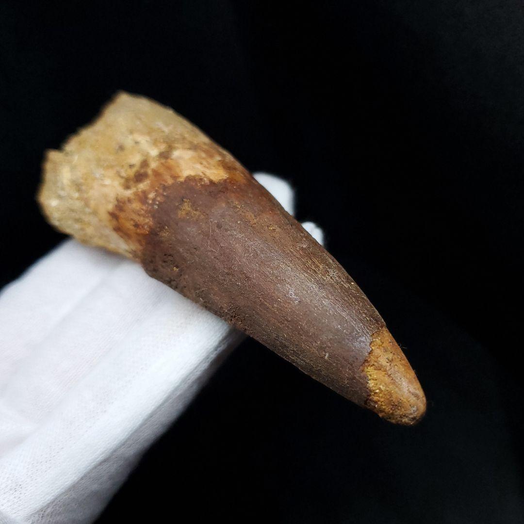 美品 スピノサウルス 本物 モロッコ産 90.98mm sp438