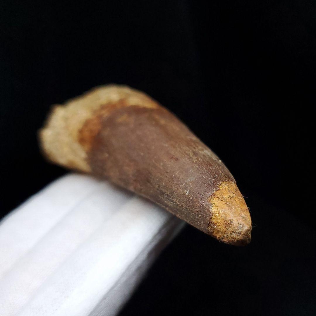 美品 スピノサウルス 本物 モロッコ産 90.98mm sp438