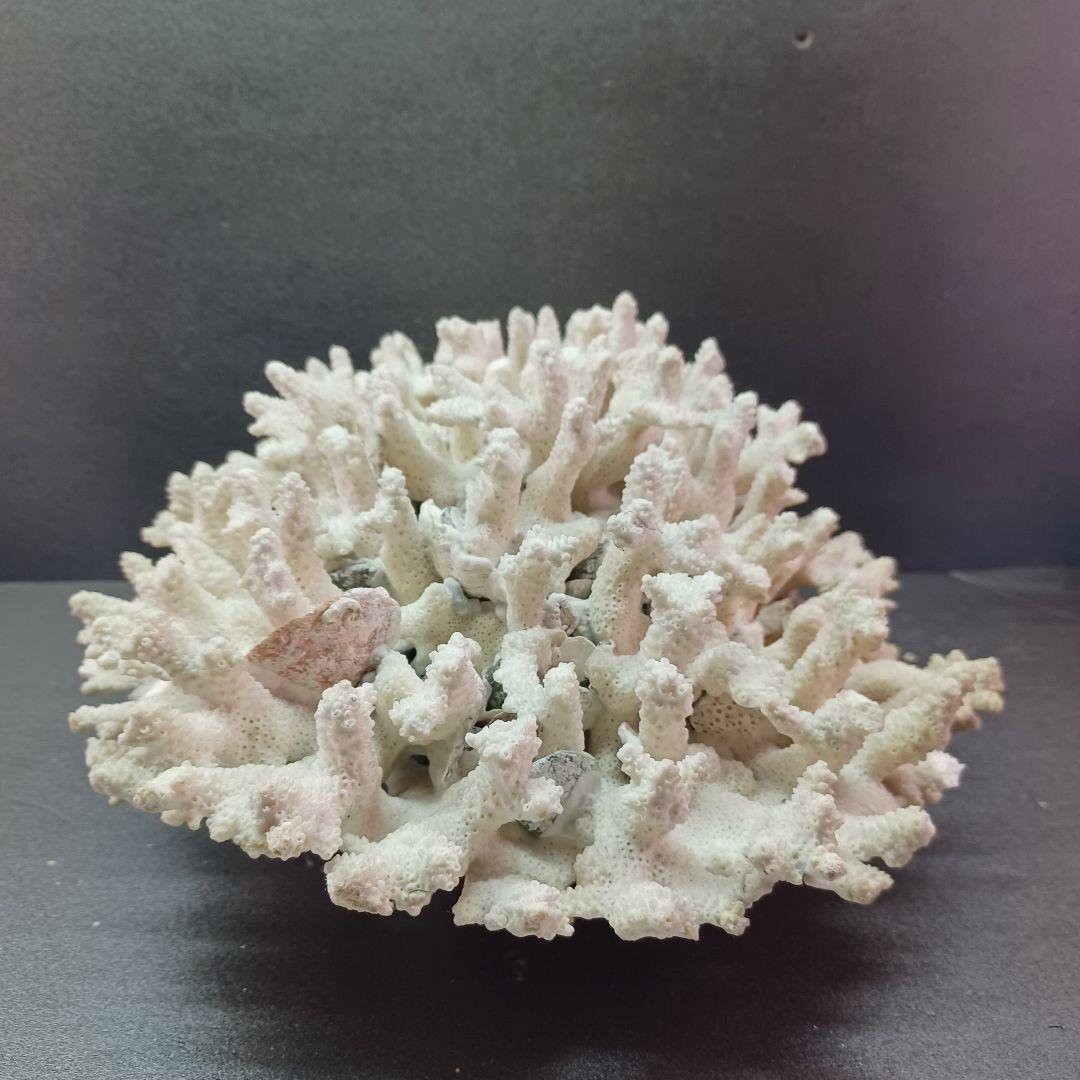 MURANO Salviati ムラノ サルヴィアーティ レース プレート 大皿