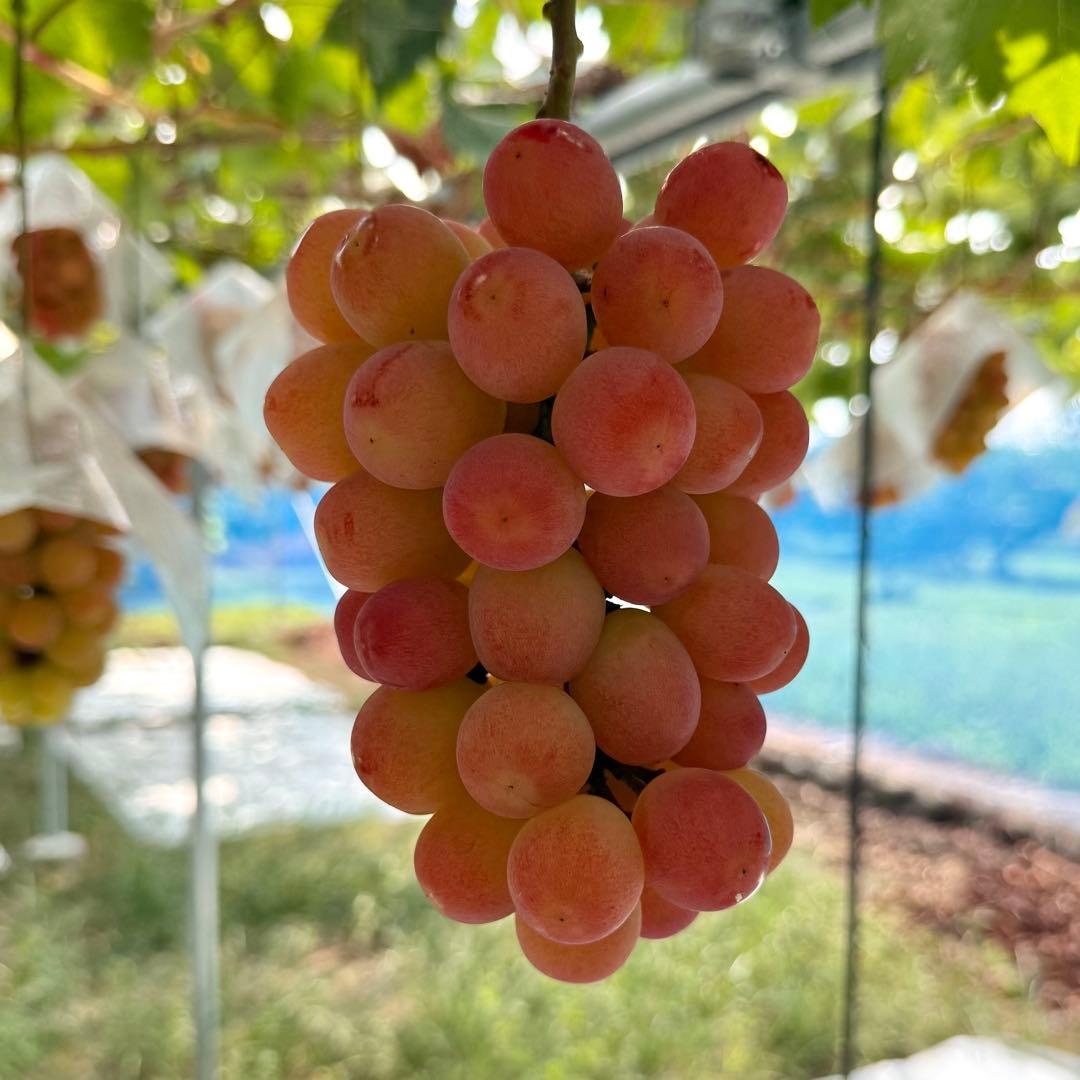 【山梨県限定品種】サンシャインレッド 5kg 【産地直送】