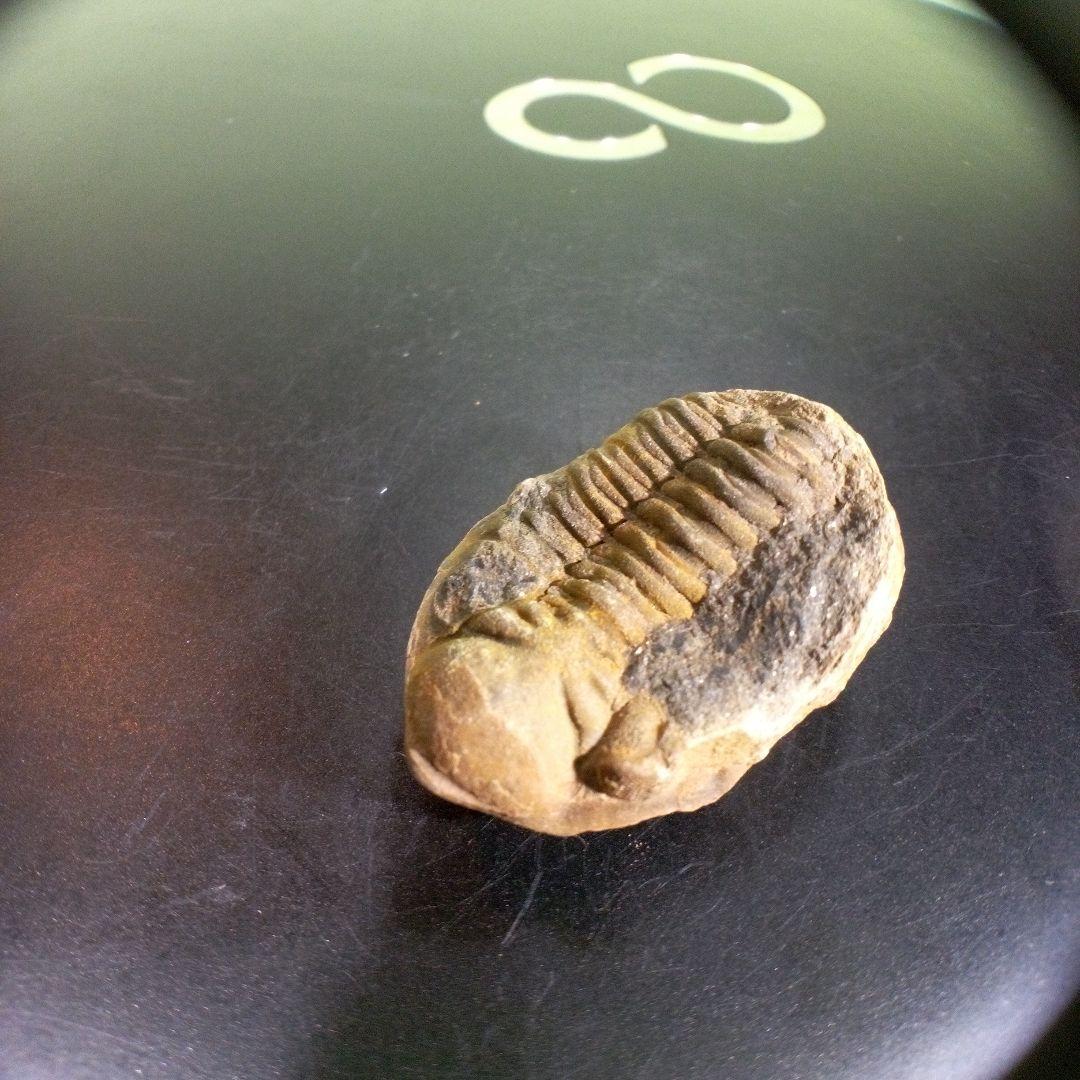 三葉虫　化石　fossil　海　ボリビア産　trilobite　海生動物分類⑥