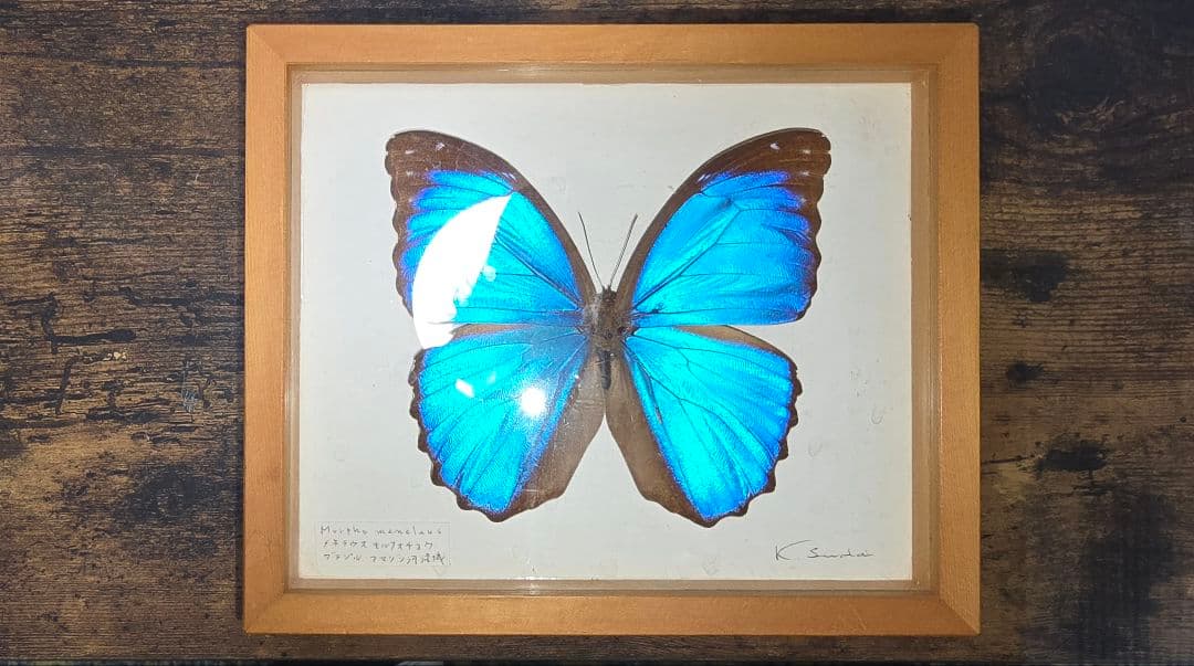 メネラウスモルフォ　蝶　昆虫標本　ビンテージ