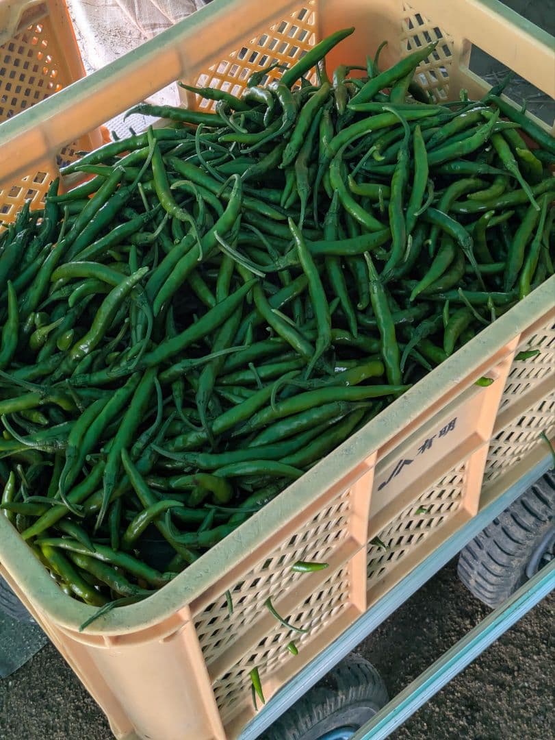 みおさん専用激辛青唐辛子10キロです。