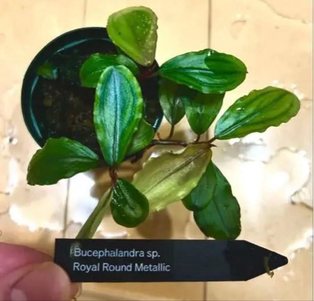 水草 Bucephalandra sp. Round llic
