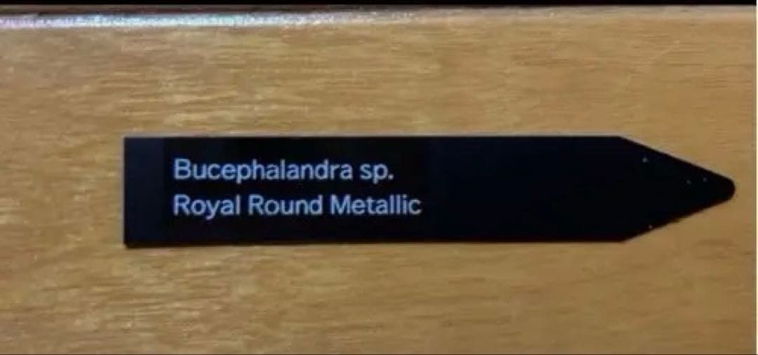 水草 Bucephalandra sp. Round llic