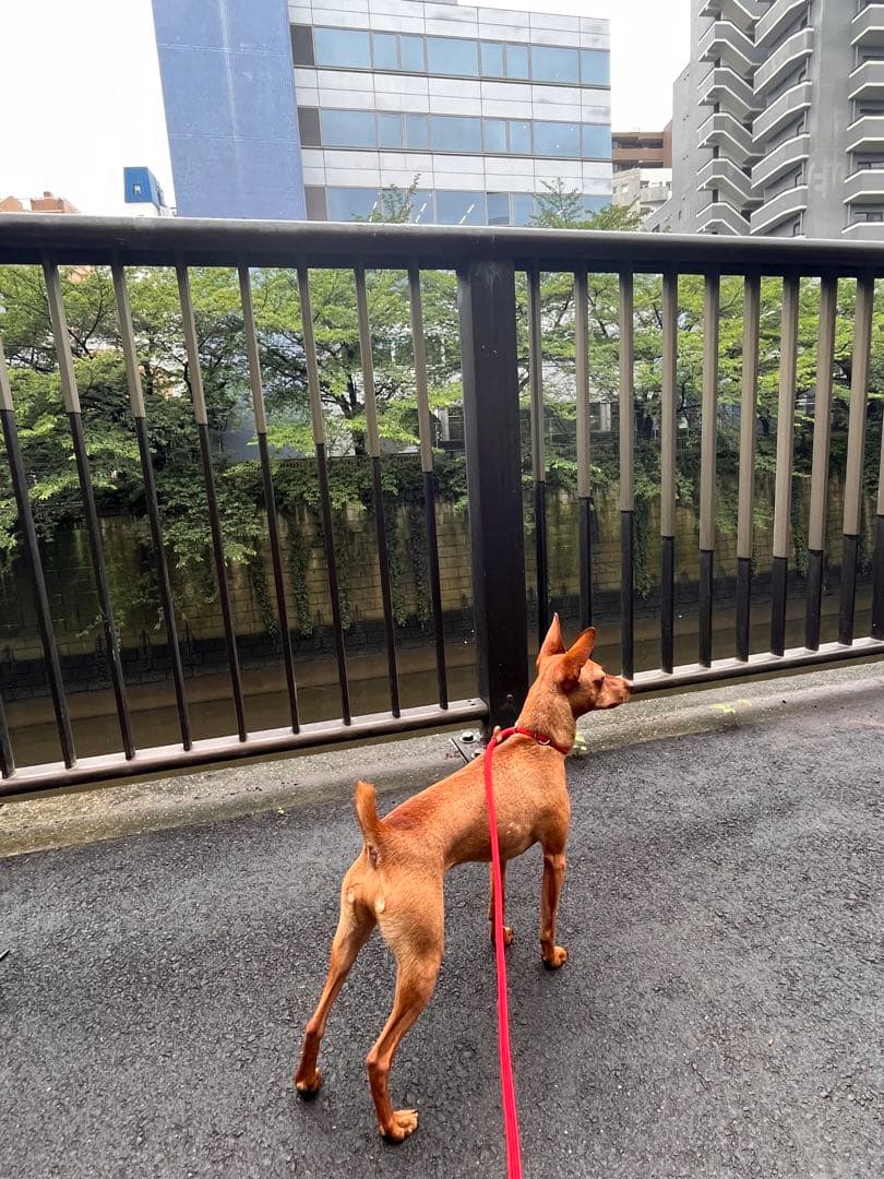 フェルト　ミニチュアピンシャー  Leo クプラウ専様用