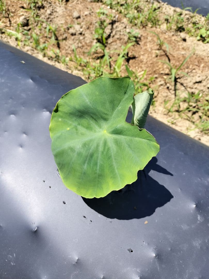 【栽培期間中農薬不使用】女早生 里芋 15kg