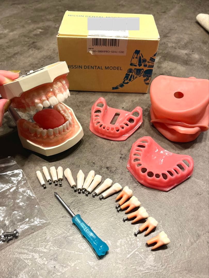 ニッシン 歯科模型 額模型 歯科衛生士 NISSIN デンタルモデル