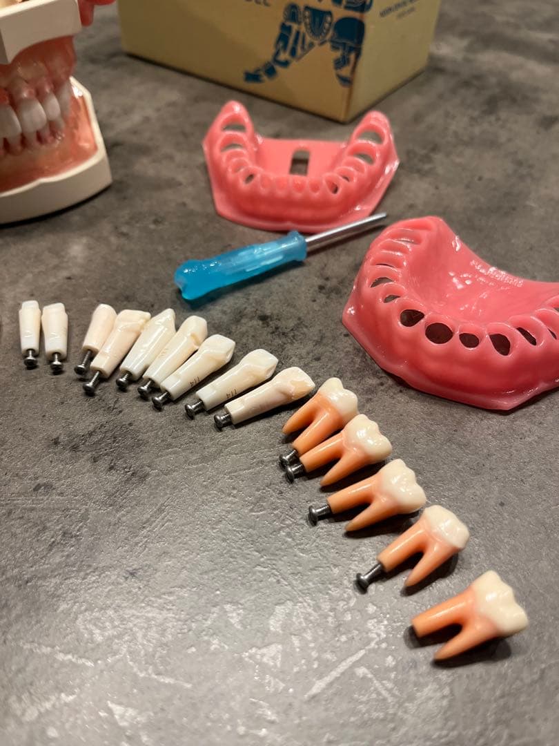 ニッシン 歯科模型 額模型 歯科衛生士 NISSIN デンタルモデル