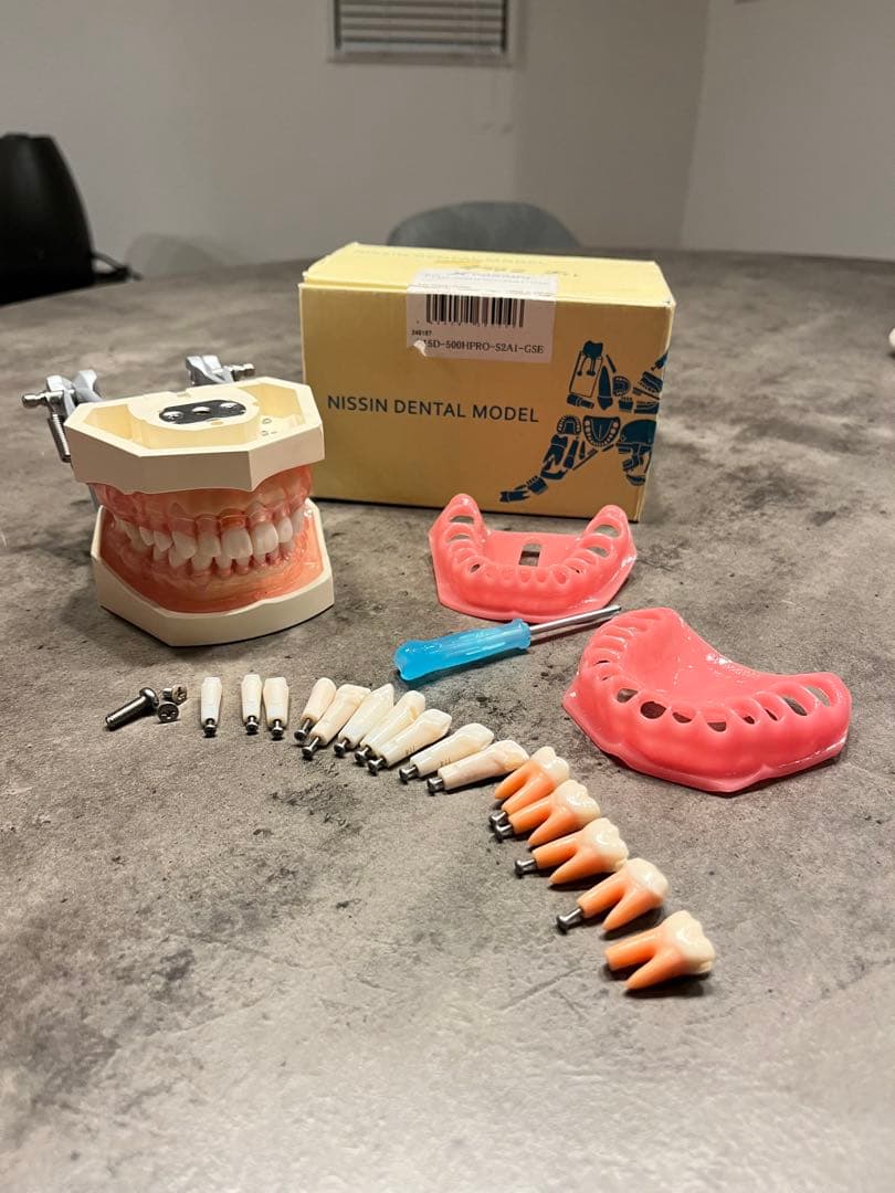ニッシン 歯科模型 額模型 歯科衛生士 NISSIN デンタルモデル