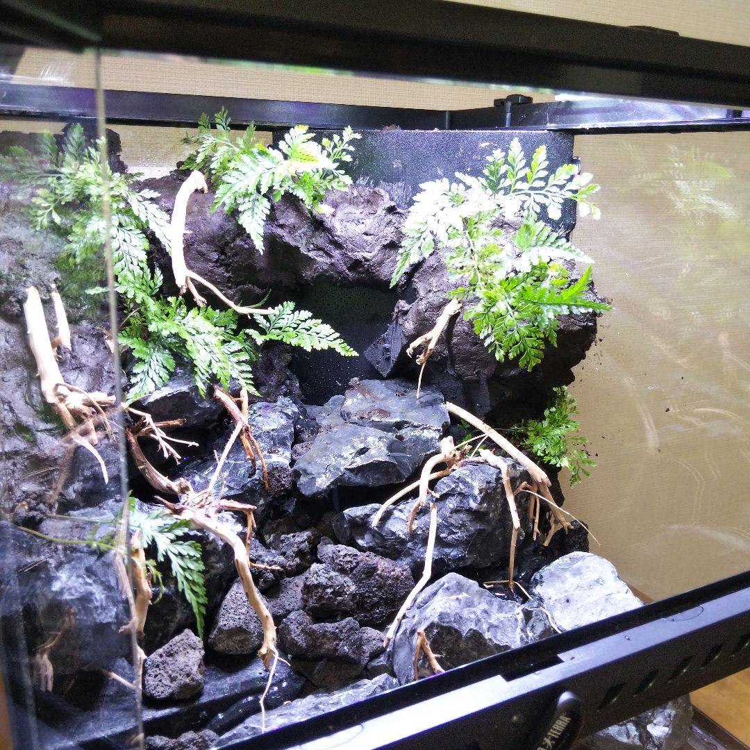 【受注生産】アクアテラリウム グラステラリウム