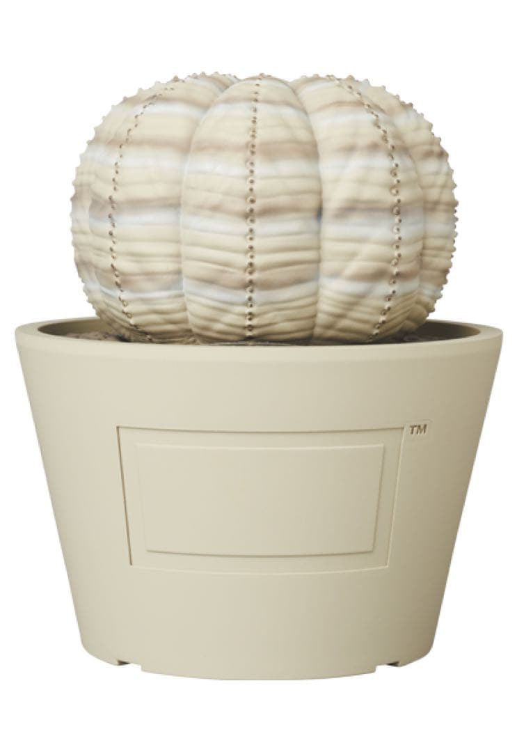 BOTANIZE VCD Euphorbia obesa 2個セット