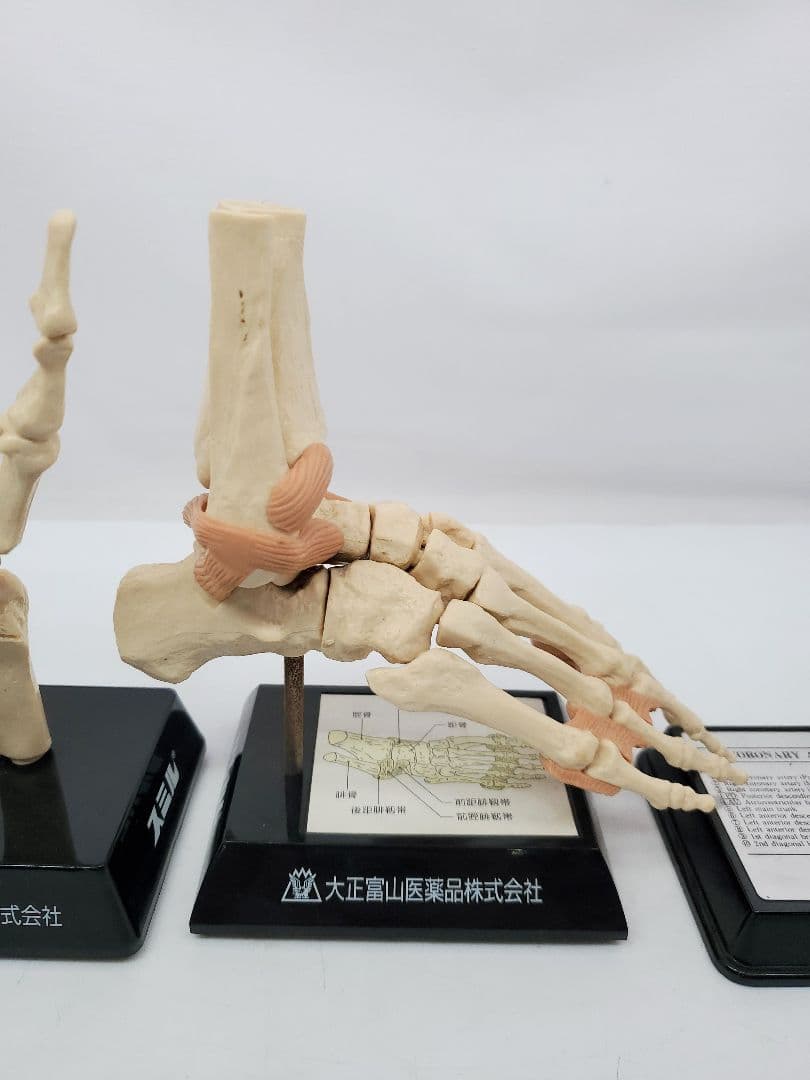 冠状動脈模型 手　足　骨格模型　大正富山