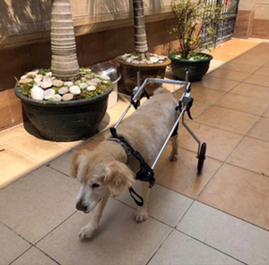 犬用車いす　調節可能