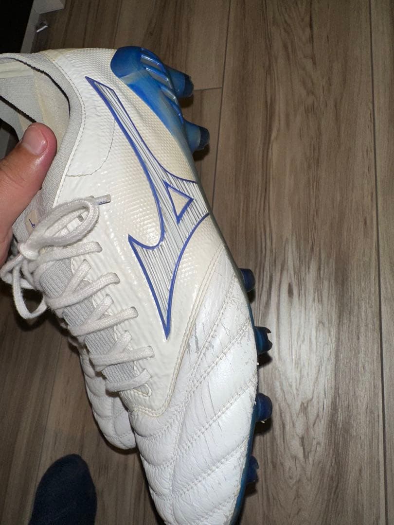 モレリアネオベータ　白×青