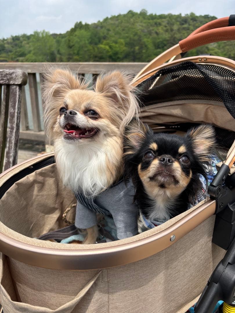 購入不可　確認用です