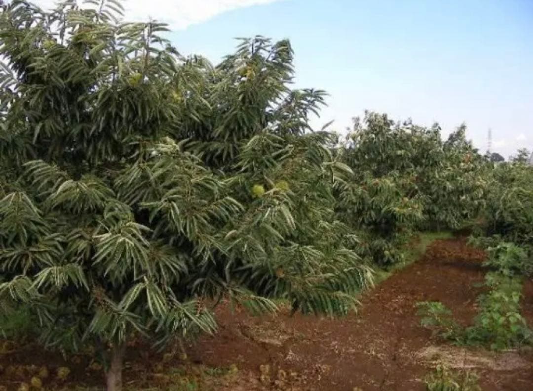 栗　Ｌ～大粒2Lサイズ　2.7と 利平栗　Ｍ～Lサイズ　1.8k