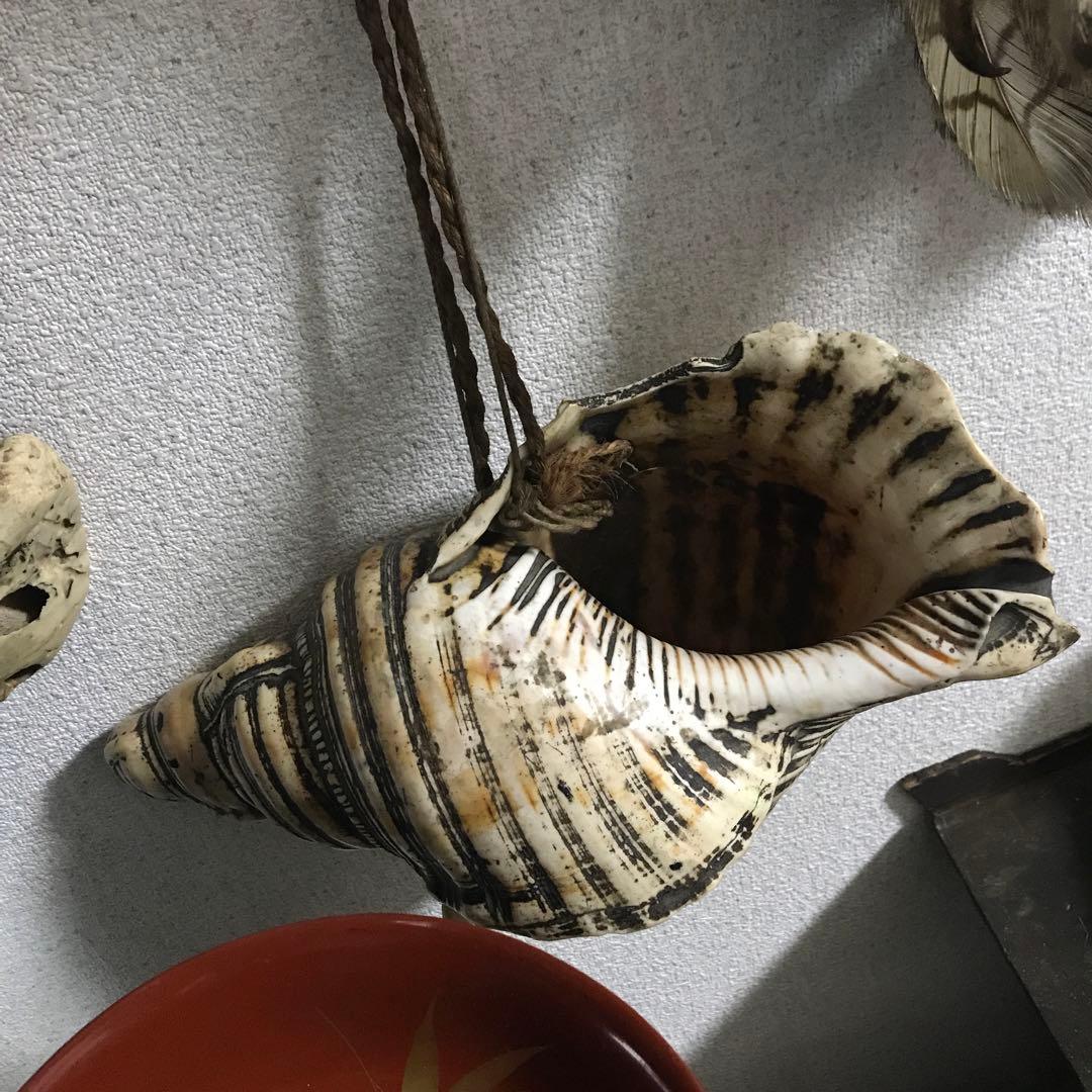 法螺貝　ホラガイ　修験道　山伏　マタギ　標本　貝殻