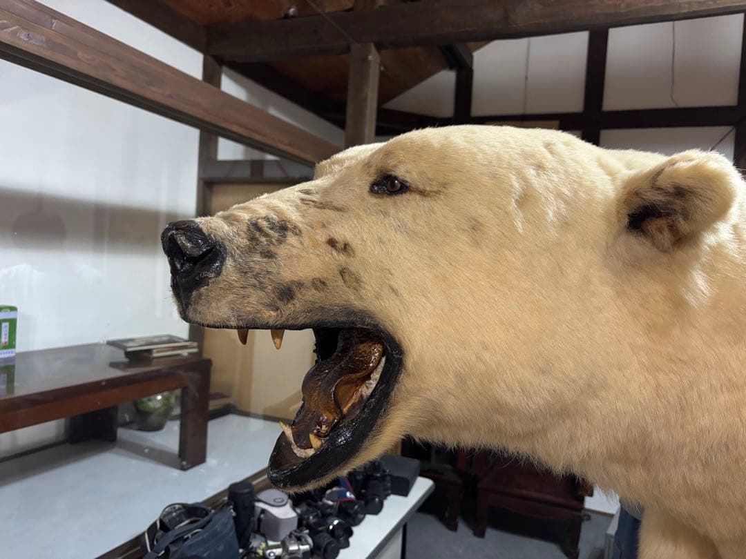 ホッキョクグマ 展示用標本