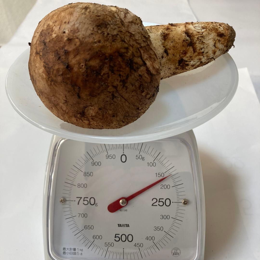 岩手県産　松茸　１本160g
