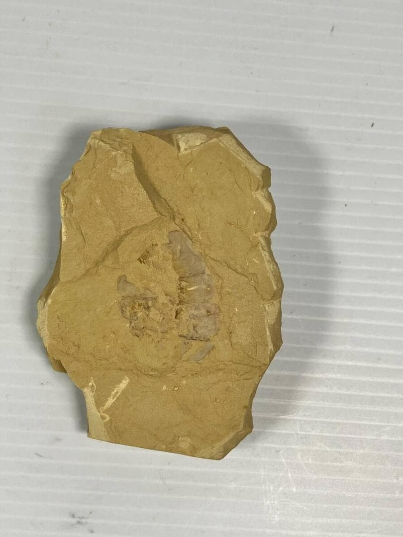 カンブリア紀 Vetulicola 化石｜ヴェトゥリコラ｜ 澄江動物群