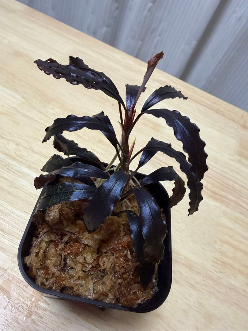 ブセファランドラ sp. ブラウニーゴースト 2011-2012 KN便 特大株