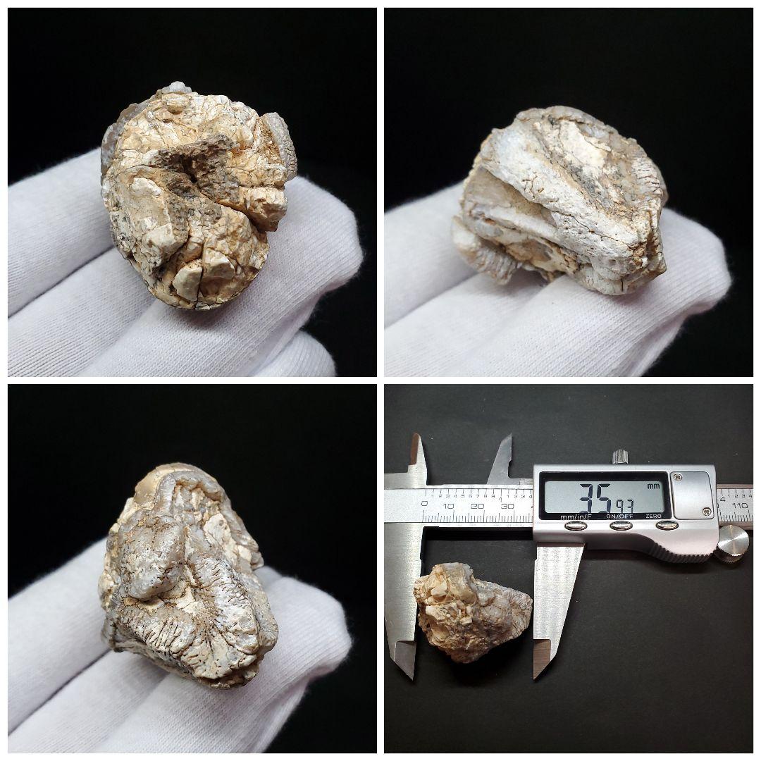 希少 カバ 化石 歯 本物 ジブチ共和国 35.93mm fr55